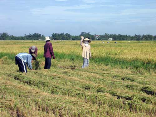 Đất chuyên trồng lúa được quan tâm bảo vệ