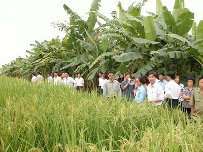 Ưu đãi hơn nữa cho “tam nông”