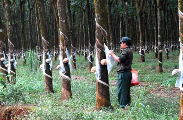 Vụ Giám đốc Công ty Đông Nam Long, tỉnh Bình Phước bị tạm giam: Cần quan tâm đến quyền lợi của hàng trăm công nhân