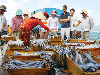 Khánh Hòa: Thương lái Trung Quốc vẫn mua cá trái phép