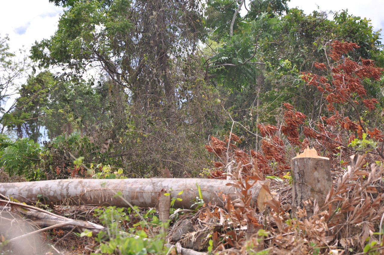 Quảng Nam: Rừng đầu nguồn hồ chứa nước bị tàn phá nghiêm trọng