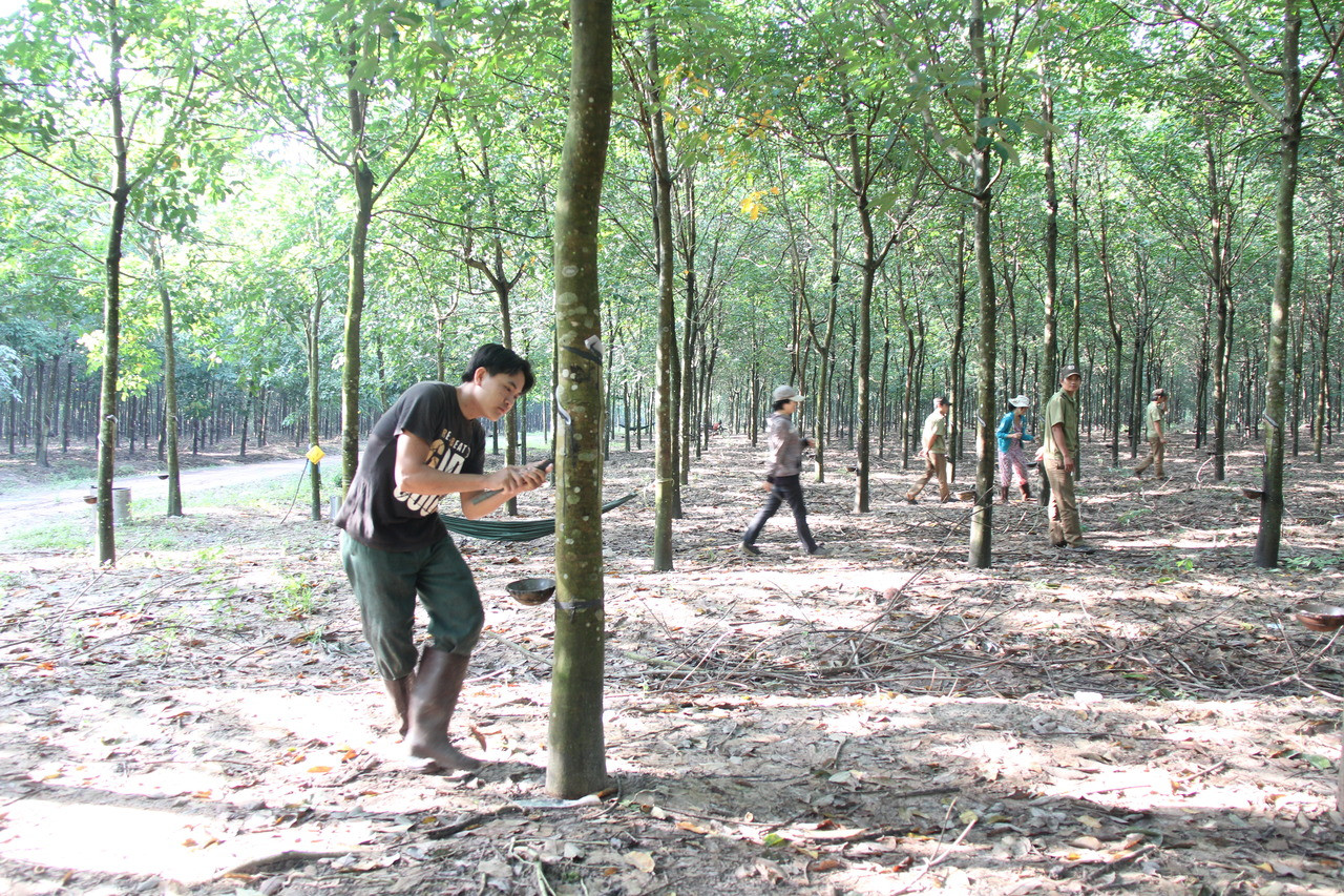 Vụ Giám đốc Công ty Đông Nam Long, tỉnh Bình Phước bị tạm giam: Hơn 500 héc ta cao su có nguy cơ bị bỏ hoang 