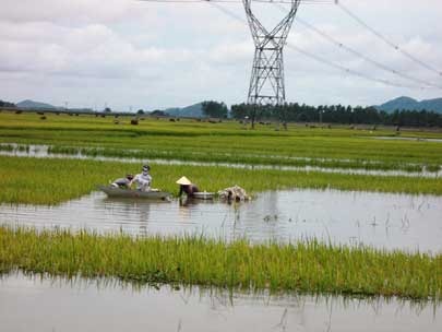 Nông dân Nghệ An gặt lúa chạy lụt