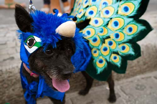 Lễ hội hóa trang dành cho cún cưng tại Braxin 