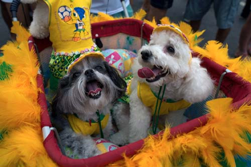 Lễ hội hóa trang dành cho cún cưng tại Braxin 
