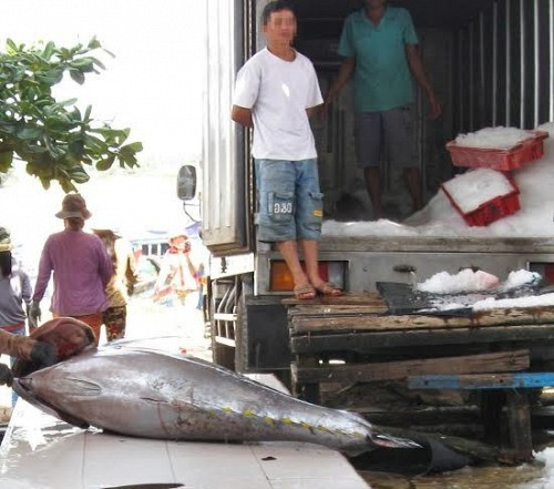 Khánh Hòa: Đề nghị truy tố 4 đối tượng “rút ruột” hơn 10 tấn cá ngừ đại dương