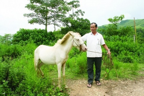 Ngựa trời