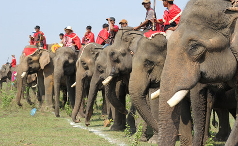 Ngày mai diễn ra lễ hội đua voi ở Đắk Lắk