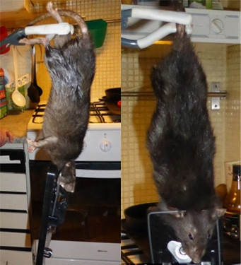 Hãi hùng phát hiện chuột khổng lồ to hơn mèo ‘tạm trú’ trong nhà
