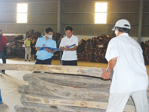  “Tiếp tay” cho doanh nghiệp buôn lậu gỗ quý - 3 cán bộ Hải quan sắp hầu tòa