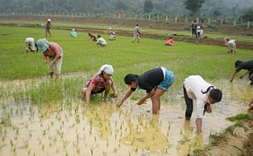 Sự hồi sinh của tộc “người rừng”