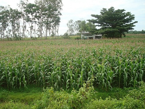 Thiểu năng vẫn bị 