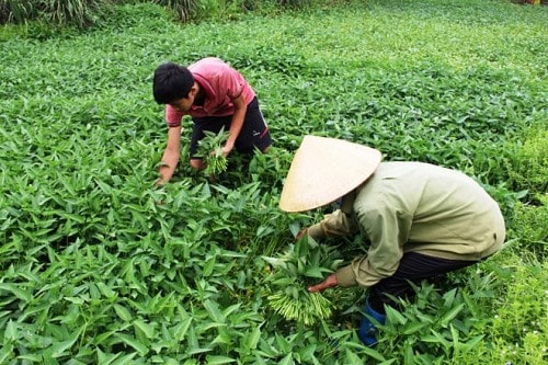 Những thủ khoa đầu tiên với thành tích đáng nể