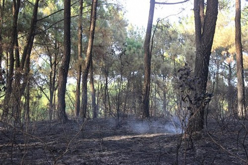 Hạt phó Kiểm lâm hy sinh khi nỗ lực chữa cháy rừng