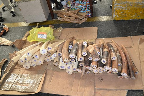 Bắt giữ 59 chiếc ngà voi nhập khẩu trái phép qua sân bay Tân Sơn Nhất