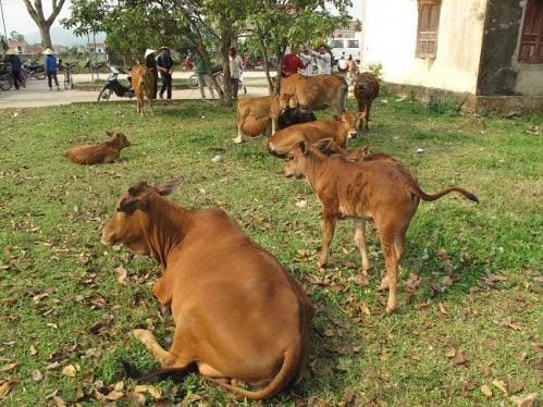 Nghệ An: Hàng loạt “đầu cơ nghiệp