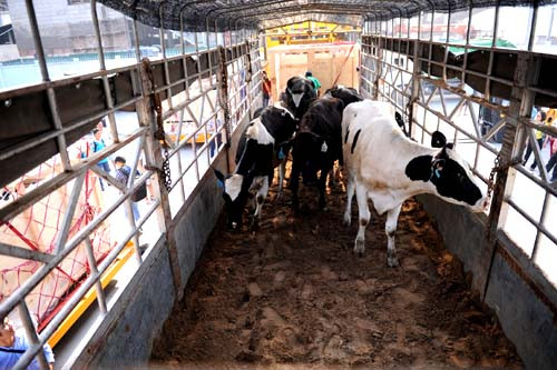 Vinamilk tiếp tục nhập bò sữa mang thai cao sản từ Úc về Việt Nam