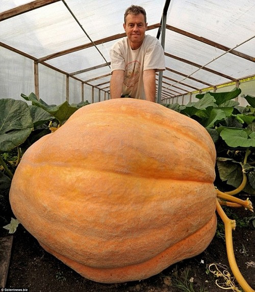 Quả bí ngô nặng 726kg xác lập kỷ lục thế giới mới