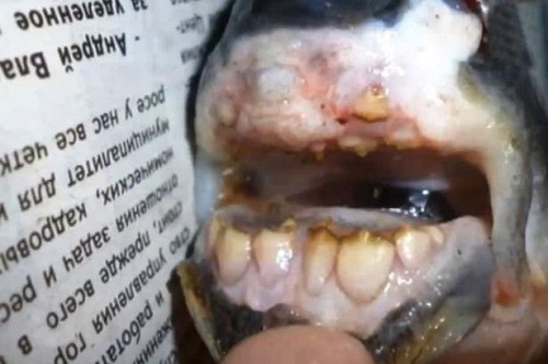 Nga: Chú cá có hàm răng giống người
