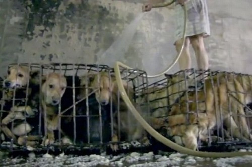Nạn giết mổ chó và trộm chó ở Việt Nam trong mắt phóng viên nước ngoài