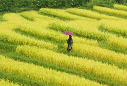 Những 