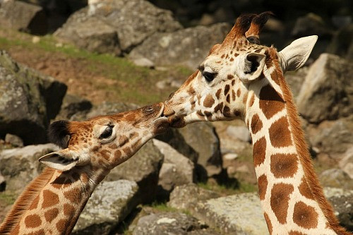 10 nụ hôn đáng yêu của động vật