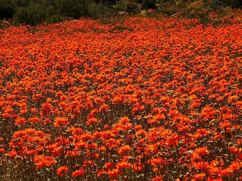 Ngỡ ngàng vẻ đẹp những thảm hoa giữa sa mạc Nam Phi