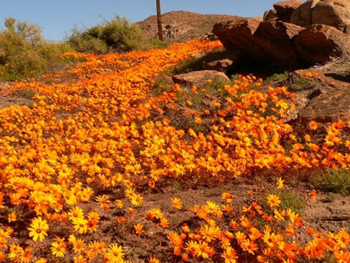 Ngỡ ngàng vẻ đẹp những thảm hoa giữa sa mạc Nam Phi