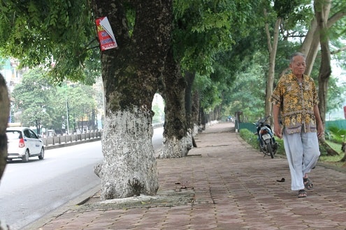 Hà Nội: Hàng loạt cây cổ thụ trăm tuổi nguy cơ bị “khai tử”