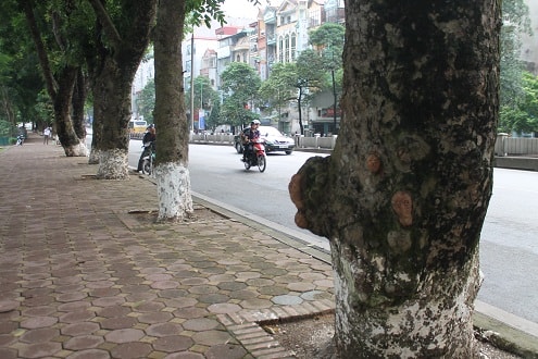 Hà Nội: Hàng loạt cây cổ thụ trăm tuổi nguy cơ bị “khai tử”