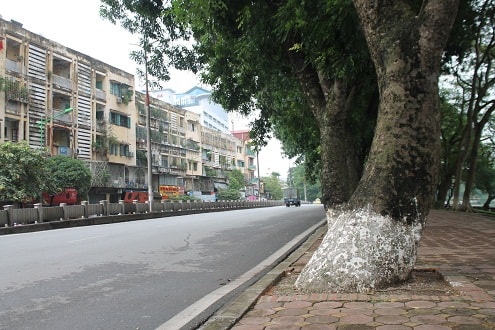 Hà Nội: Hàng loạt cây cổ thụ trăm tuổi nguy cơ bị “khai tử”