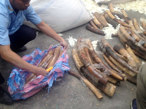 Hải Phòng: Phát hiện gần 1 tấn ngà voi nhập lậu vào Việt Nam