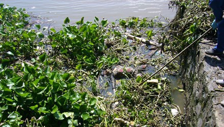 Phát hiện thi thể phụ nữ đội MBH trôi nổi trên sông Sài Gòn