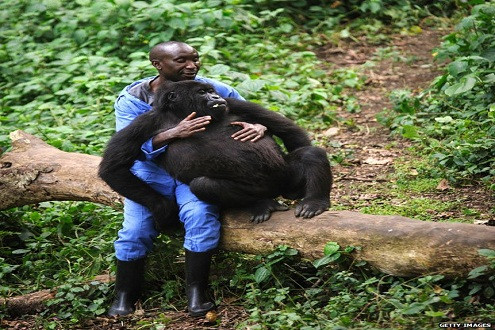 Chú khỉ đột mồ côi được giải cứu ở công viên Virunga
