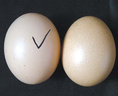 Trứng gà thật-giả, phân biệt thế nào?