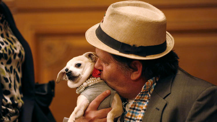 Cô nàng chó chihuahua được bầu làm Thị trưởng San Fracisco