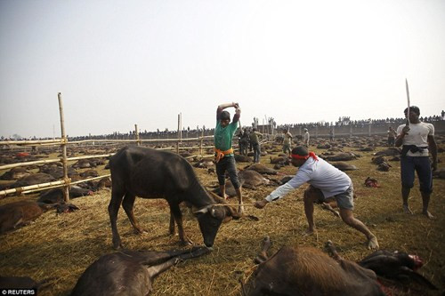 Nepal: Hàng ngàn con trâu bị 