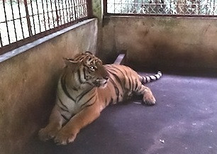 Nghệ An: Giao hai con hổ cho Trung tâm động vật hoang dã Hà Nội