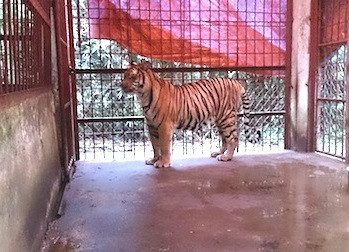 Nghệ An: Giao hai con hổ cho Trung tâm động vật hoang dã Hà Nội