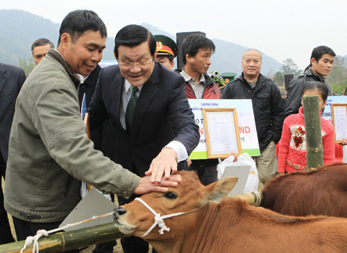 Chủ tịch nước tặng bò giống cho đồng bào nghèo biên giới         