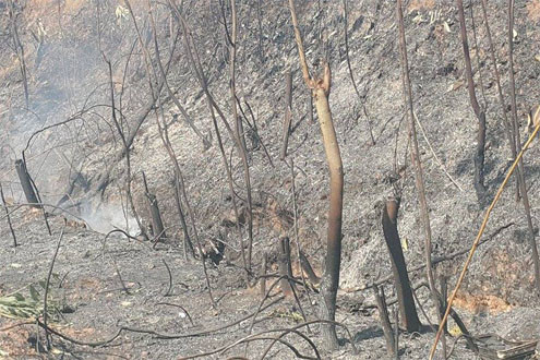 Cháy rừng ở Sóc Sơn, hàng ngàn người tham gia chữa cháy rừng