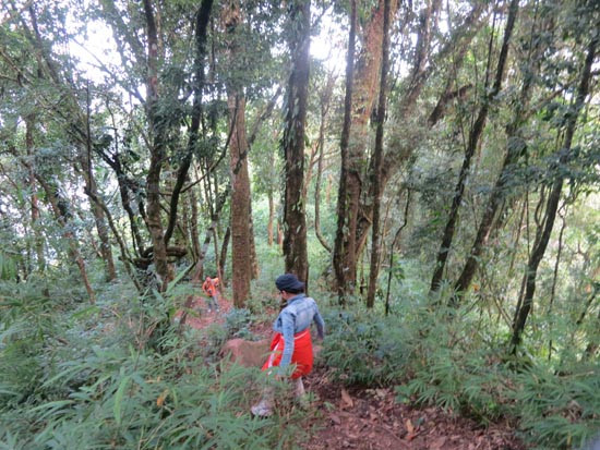 Lời thề giữ rừng của người Pu Péo
