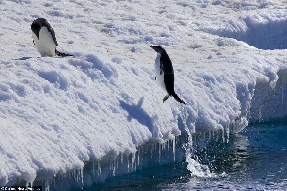 Khoảnh khắc tuyệt vời khi những chú chim cánh cụt biết bay