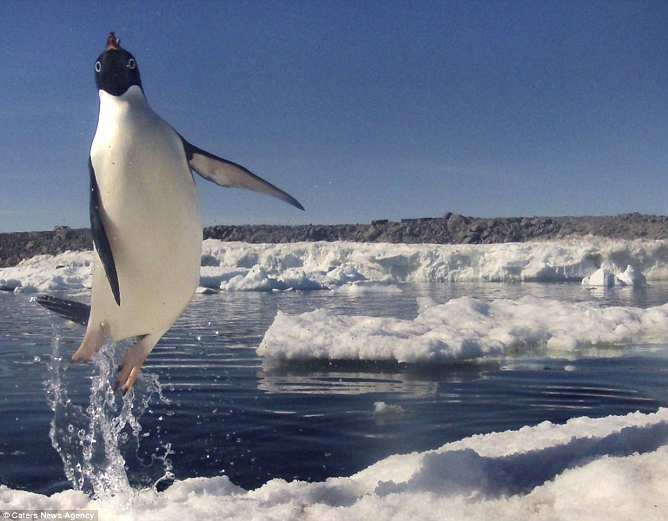 Khoảnh khắc tuyệt vời khi những chú chim cánh cụt biết bay