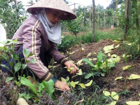 Phật thủ vào mùa chờ Tết