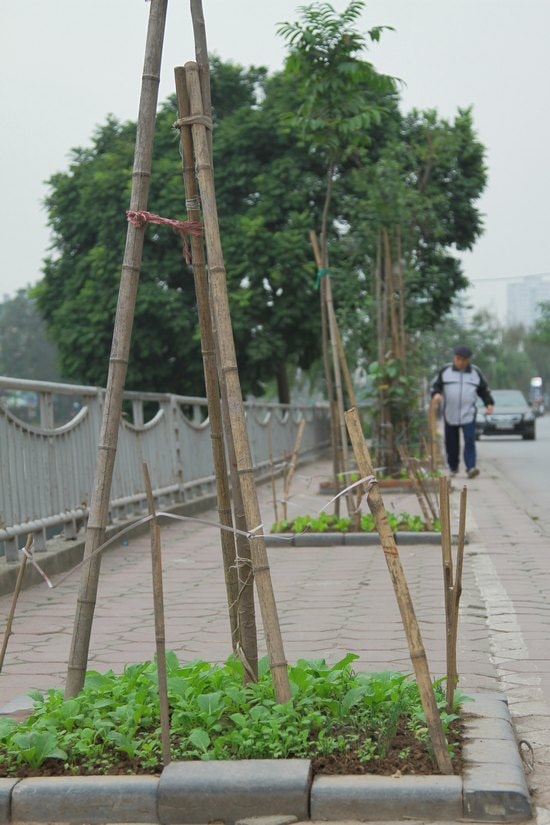 Vườn rau sạch trên dòng sông ô nhiễm nhất Hà Nội