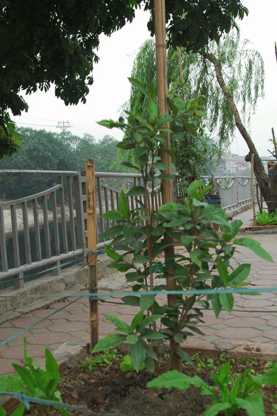 Vườn rau sạch trên dòng sông ô nhiễm nhất Hà Nội