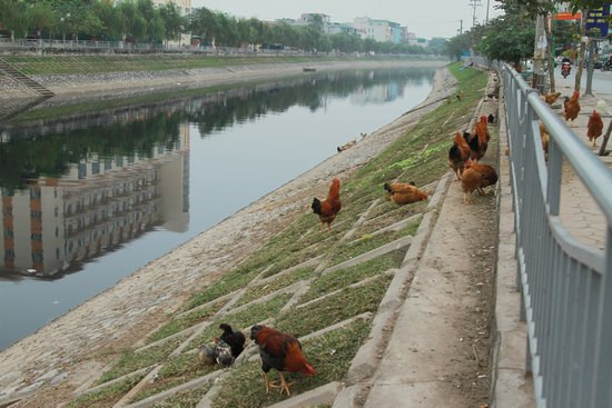 Vườn rau sạch trên dòng sông ô nhiễm nhất Hà Nội