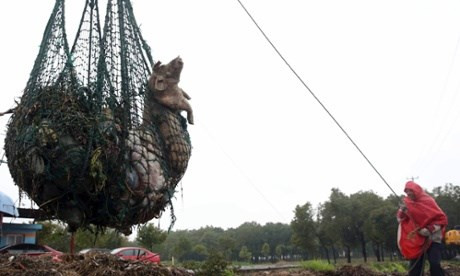 Bắt 110 người buôn bán và thu giữ 1000 tấn thịt lợn chết tại Trung Quốc