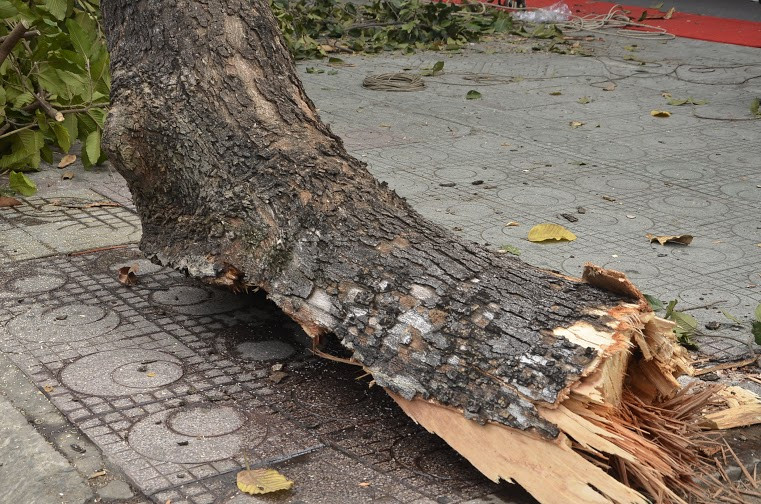 TP. HCM: Nhánh cây cổ thụ gãy đè vào nhà dân, 2 người cấp cứu